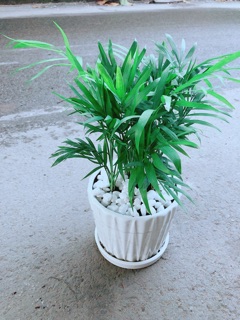 Chậu Cây Cau Tiểu Trâm
