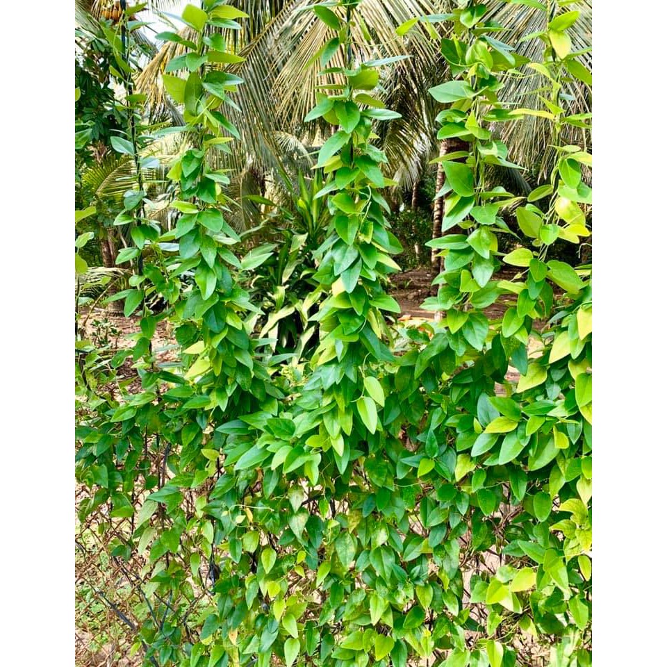 Hạt Giống Cây Lá Giang - 10 hạt /gói