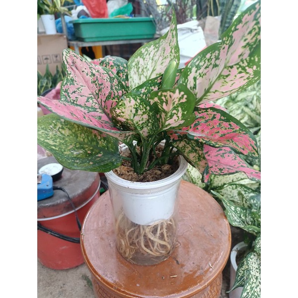 Cây Vạn lộc thủy sinh cao 25_30cm