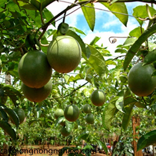 Cây giống chanh dây thái lan