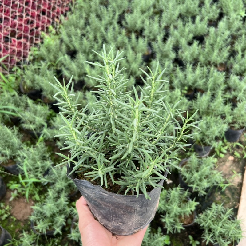 Bịch cây hương thảo để bàn cỡ nhỏ, cây tỏa hương thơm dịu nhẹ giúp đuổi muỗi và trang trí nội thất