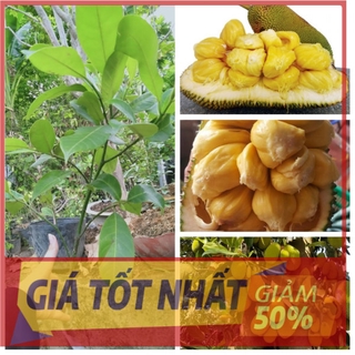 Cây mít ta , hàng gieo hạt