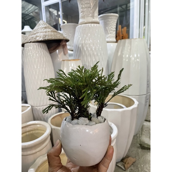 Chậu Trường Sinh Thảo để bàn