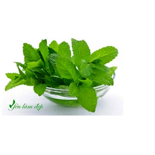 [Rẻ vô địch] - Tinh Dầu Bạc Hà Đuổi Chuột Hiệu Quả - 10ml