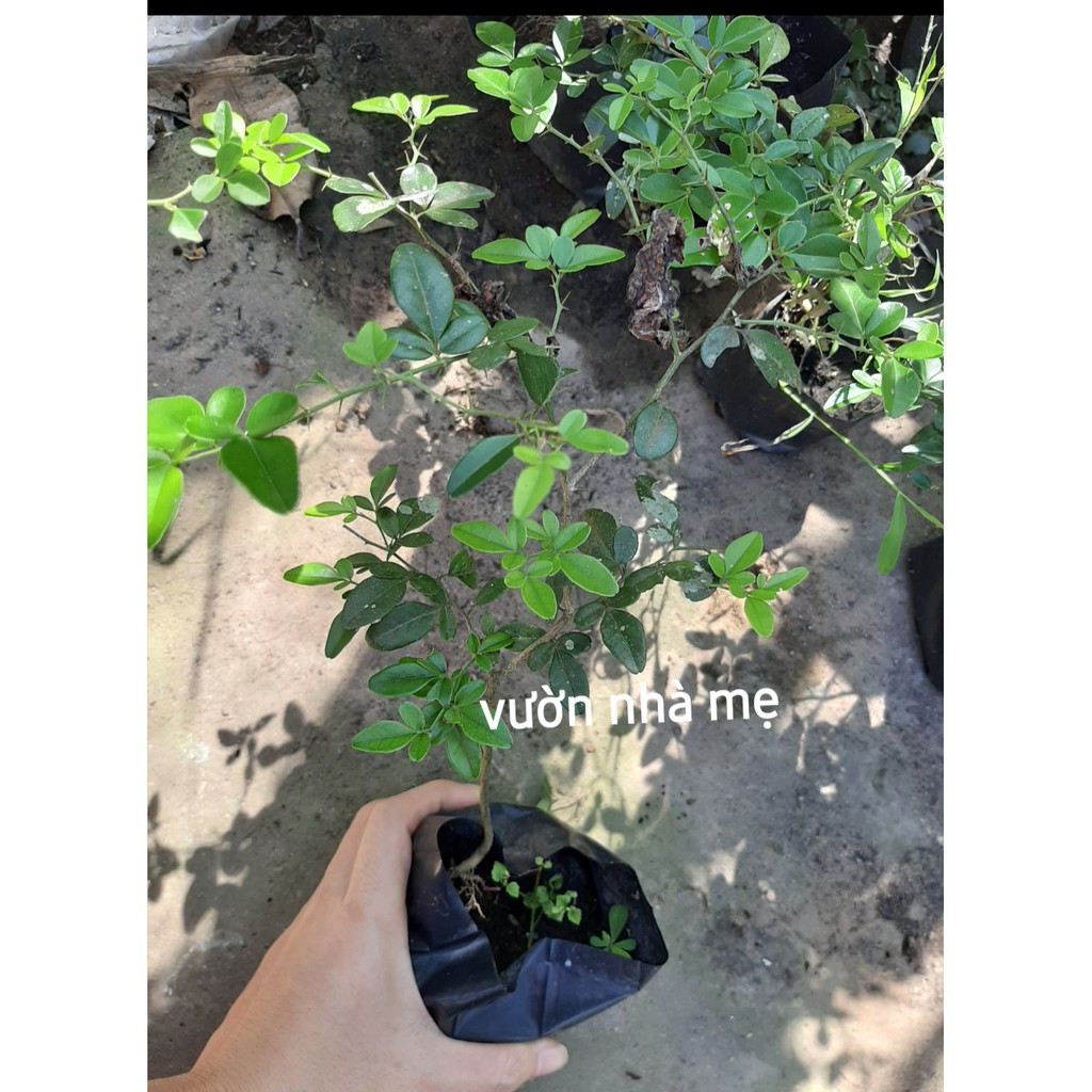 Cây giống kim quýt con