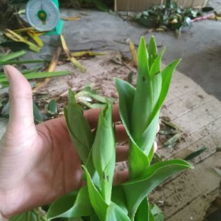 Lan Bạch Phượng môi tua