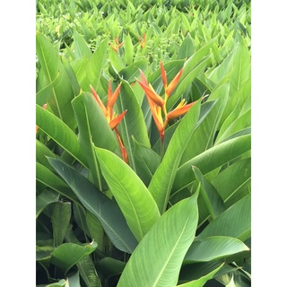 30 cây thiên điểu( hoa mỏ két)