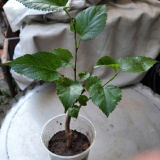 Cây dâu tằm ăn (cây giống chắc khỏe)