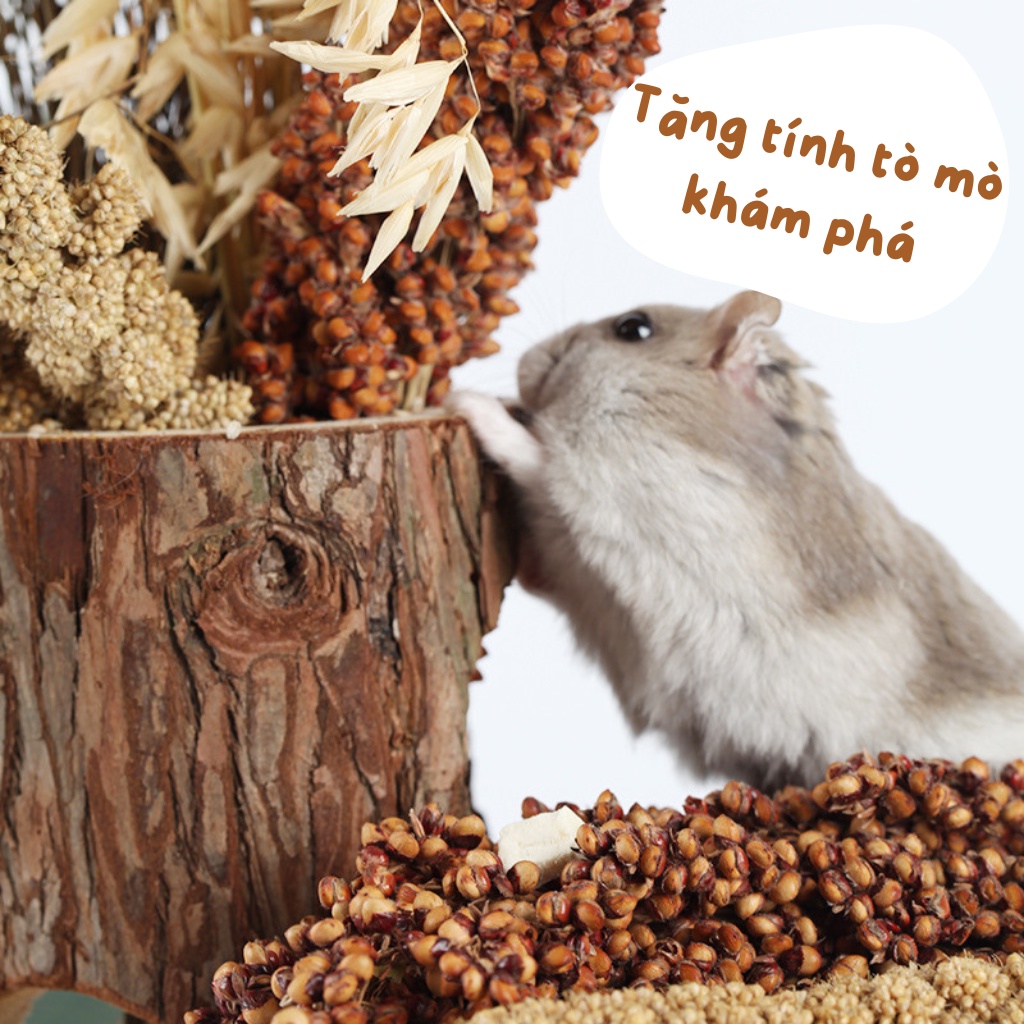 Đồ ăn hamster, bo bo nguyên cành trang trí chuồng