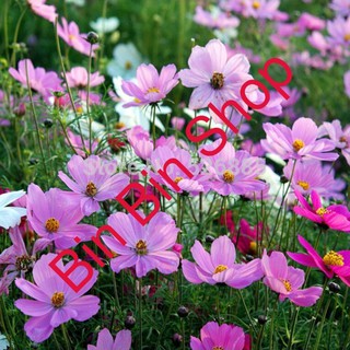 Hạt giống hoa cánh bướm sao nhái mix gói 100 hạt nhiều màu