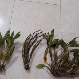 100k 1 Dề HOÀNG LẠP, TRÚC PHẬT BÀ