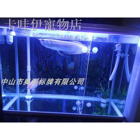 Bể Cá Bằng Nhựa Acrylic Trong Suốt Tiện Dụng