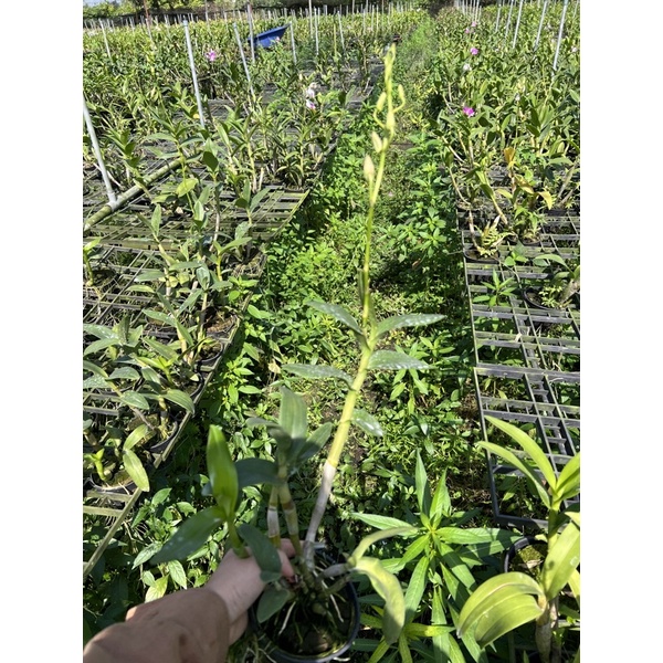 Lan Denro Nắng cây đang nụ
