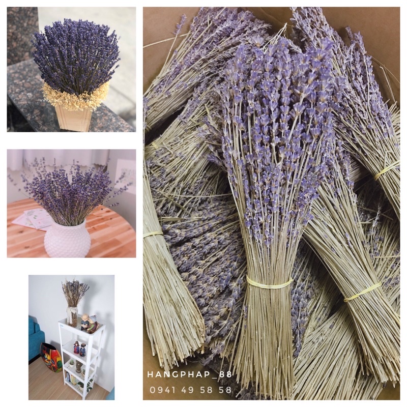 Hoa khô Lavender Pháp Sale