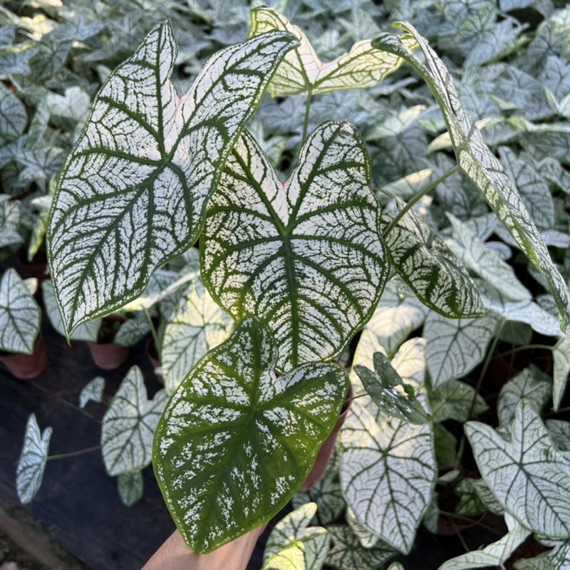 Cây môn đốm lá trắng cao 20-25cm, cây cảnh để bàn làm việc, trang trí nội thất mang đến sự bình an