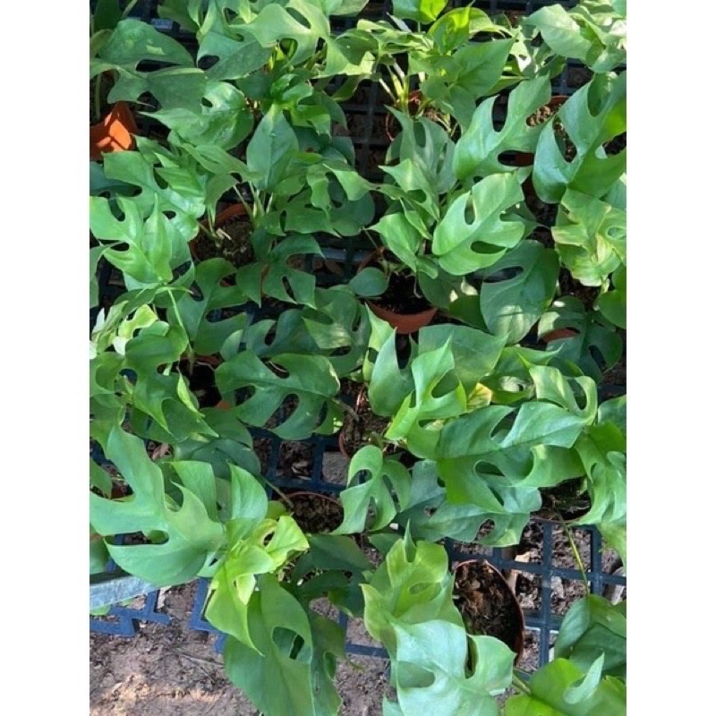 Mini Monstera 30-45cm trầu bà lá xẻ leo mini