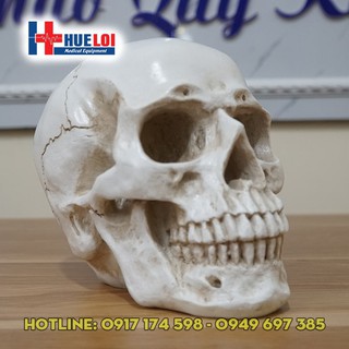 Mô hình giải phẫu xương sọ