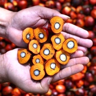 Dầu Cọ ( Palm Oil ) Dầu Thực Vật Nguyên Chất
