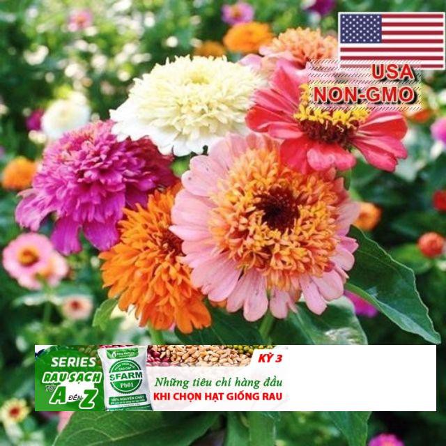GÓI 20 HẠT GIỐNG HOA CÚC LÁ NHÁM Hạt giống hoa cúc ngũ sắc ( cúc lá nhám) ĐẾN MÙA TRỒNG TẾT