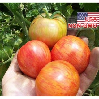 Hạt giống cà chua - ngựa vằn đỏ - gói 5 hạt