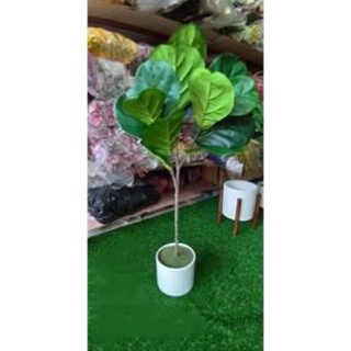 Cây bàng giả cảnh cao 1,1met