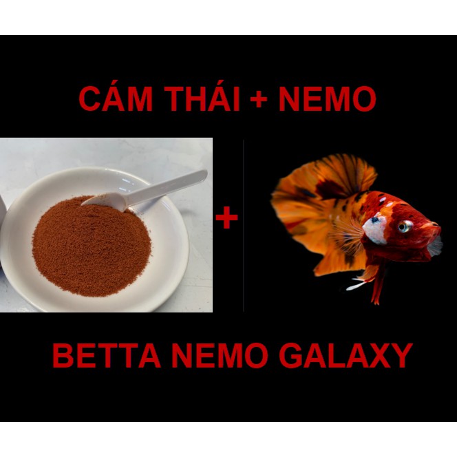 CÁM CÁ 10G KÈM BETTA NEMO GALAXY