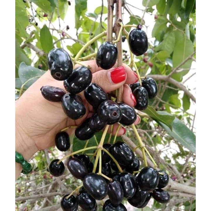 CÂY GIỐNG TRÂM LÙN