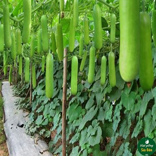 Hạt Giống Bầu Lai
