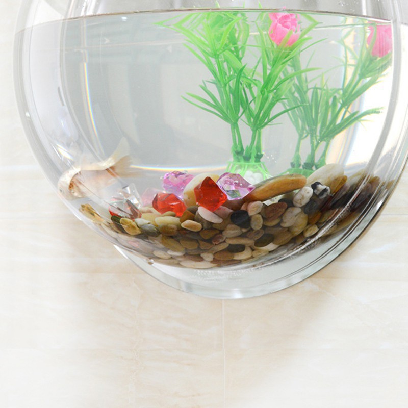 Bể cá hình tròn treo tường độc đáo