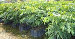 Cây sấu giống