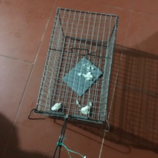 ( Size Đại) Lồng bắt mèo, chuột, chồn, sóc....