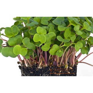 Hạt giống rau mầm củ cải đỏ -100g
