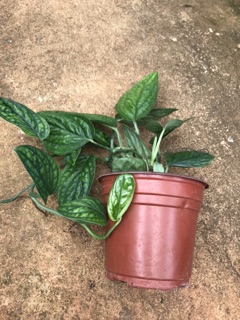 Chậu Trầu bà hạnh phúc - Monstera Peru