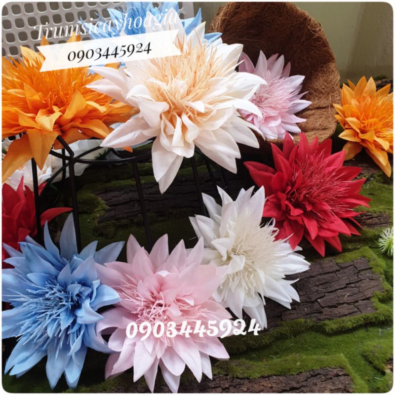 Đầu bông cúc râu siêu to size 13cm.Trang trí tháp oản,bánh.