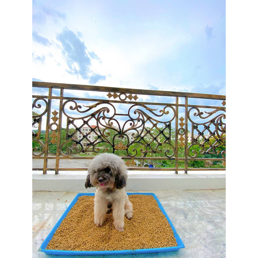 Cát vệ sinh mèo, chó, cát hữu cơ dinh dưỡng THE SUN cho mọi thú cưng, dùng đến 30 ngày - Petit Vietnam