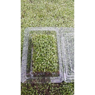 cây thủy sinh trân châu nhật