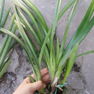 Kiếm đỏ mỹ lai kiếm đỏ thái