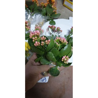 Combo#5 Cây con giống sống đời kép(mix màu)