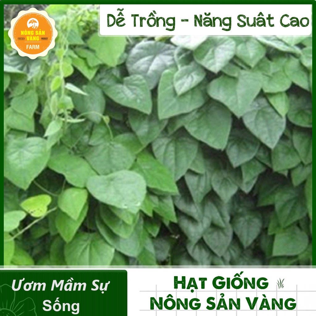 [HCM]Hạt giống Dây Leo, La Gim, Dễ Trồng, Nảy Mầm Cao, Năng Suất Cao - Nông Sản Vàng