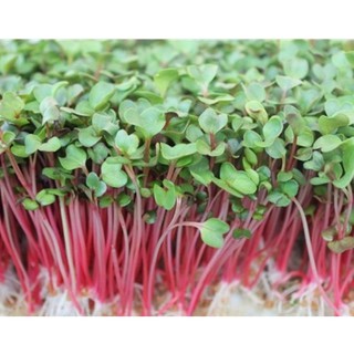 Hạt giống mầm Củ cải Đỏ - gói 20 gram