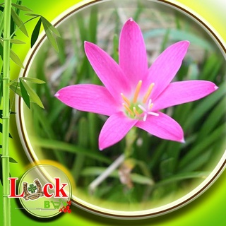 Cây Ngải Nàng Mơn Xiêm chiêu tài Quấn khách