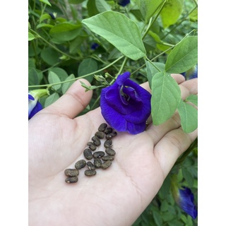 Hạt giống hoa đậu biếc