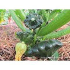 Hạt Giống Bí Đĩa Bay Xanh (Nhập nguyên gói Đài Loan)