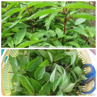 10GR - HẠT GIỐNG RAU ĐAY