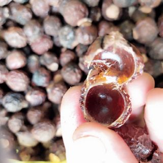 Quả bồ hòn (1kg) đã tách hạt