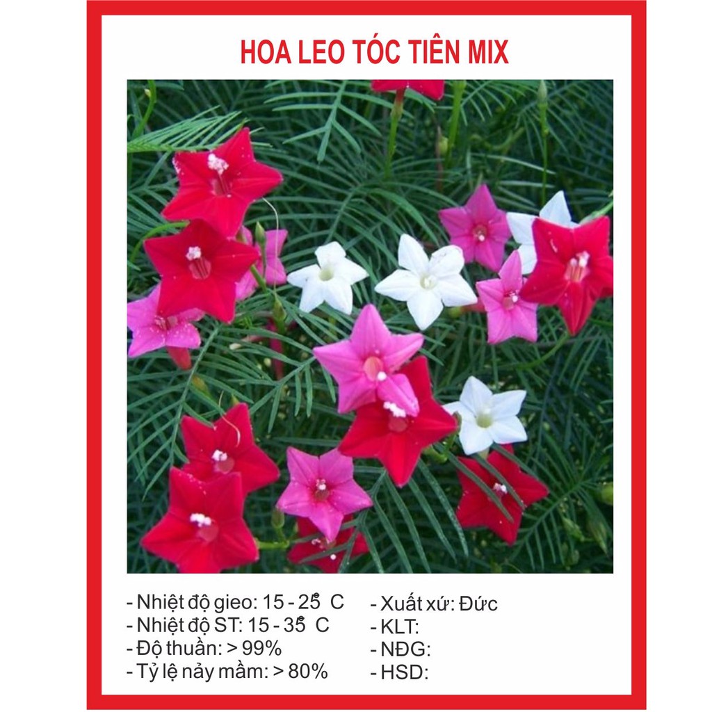 Hạt Giống Hoa Leo Tóc Tiên Mix 10 Hạt