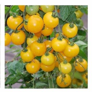 HẠT GIỐNG CÀ CHUA CHERRY VÀNG F1 (NN21) - 50 hạt