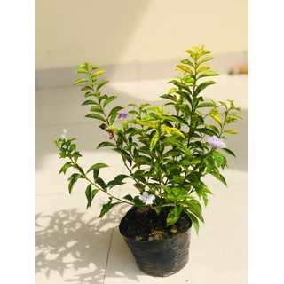 Cây hoa nhài nhật đang hoa thơm (ảnh thật số 2).