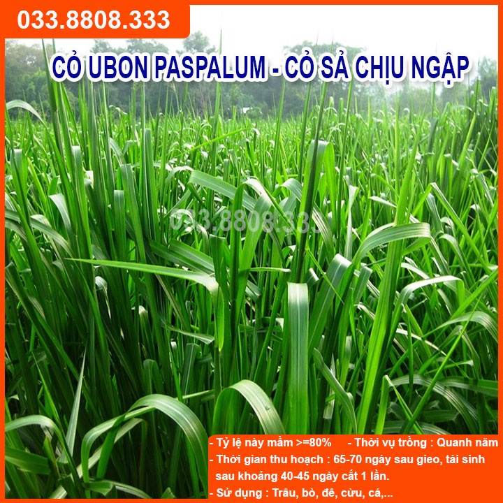 Combo 5 Loại Hạt Giống Cỏ Chăn Nuôi - Hạt Cỏ Voi, Mombasa Ghine, Yến Mạch, Paspalum, Alfalfa Linh Lăng (mỗi loại 50g)