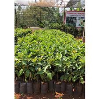 Cây  Giống bơ cuba M3